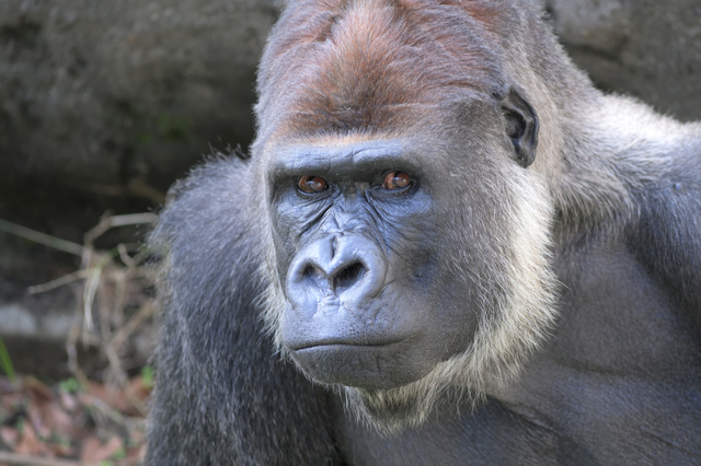 リアルな動物アイコンが欲しい時は